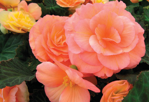 B. ‘Fortune Peach Shades’